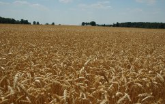 A wheat field near harvest.